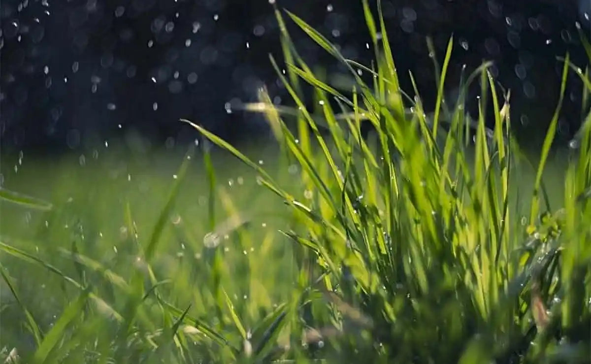 Regenwater gebruiken: wanneer wel, wanneer niet?
