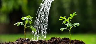 Regenwater en planten