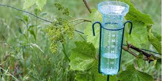 Hoeveel water bespaar je écht met een regenton? Rekenvoorbeeld per tuintype