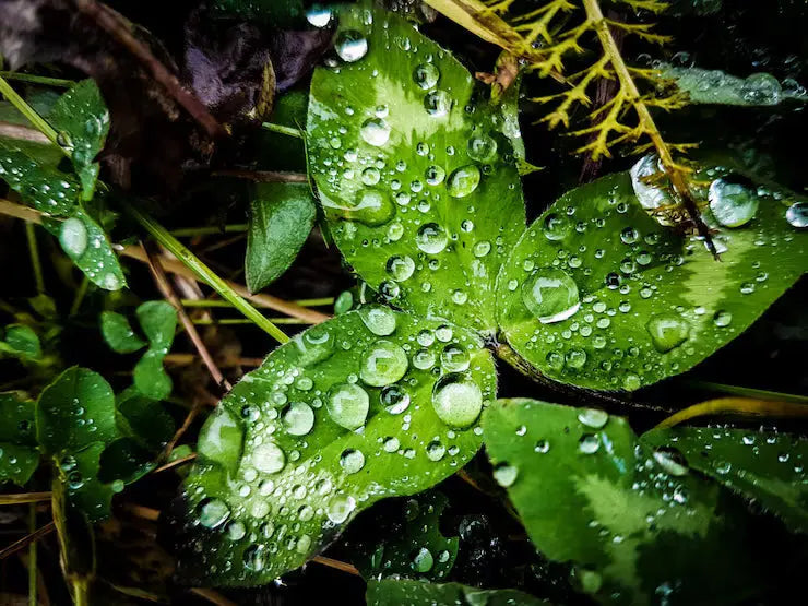 Regenwater opvangen in de praktijk
